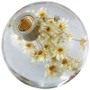 صندوق موسيقى "الكريستال" الهندباء الهندباء "يقدم لصديقته هدية عيد ميلاد الفتاة M2. Item Picture